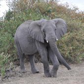  The Serengeti, TZ